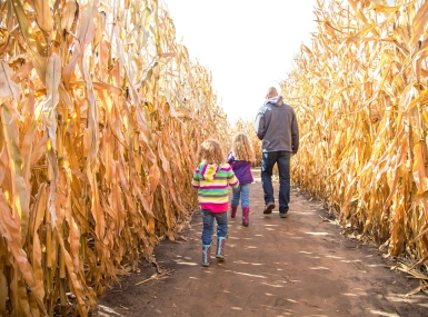 cornmaze