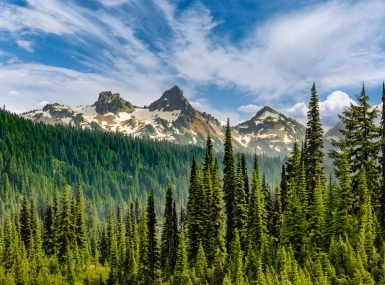 Mountains and forest