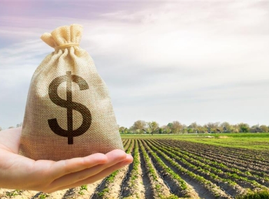 Money bag over field of crops