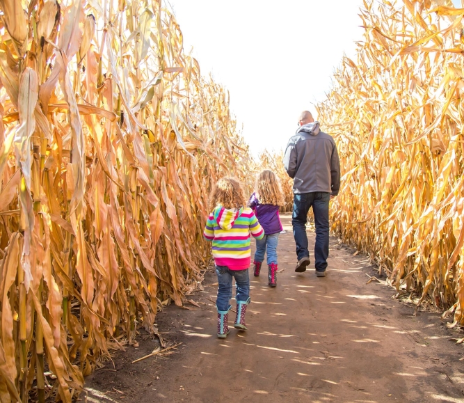 cornmaze