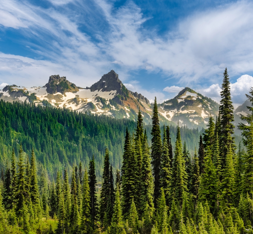 Mountains and forest