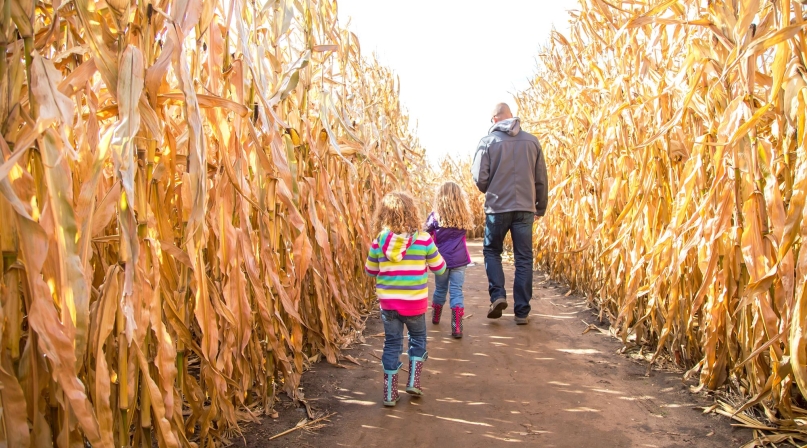 cornmaze