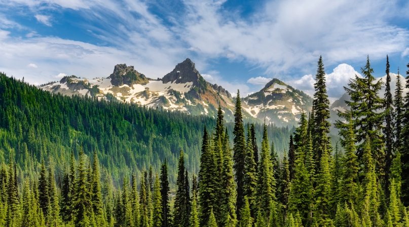 Mountains and forest